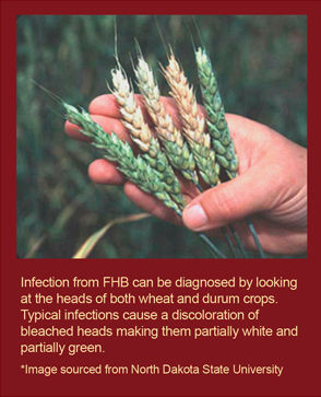 Infection from FHB